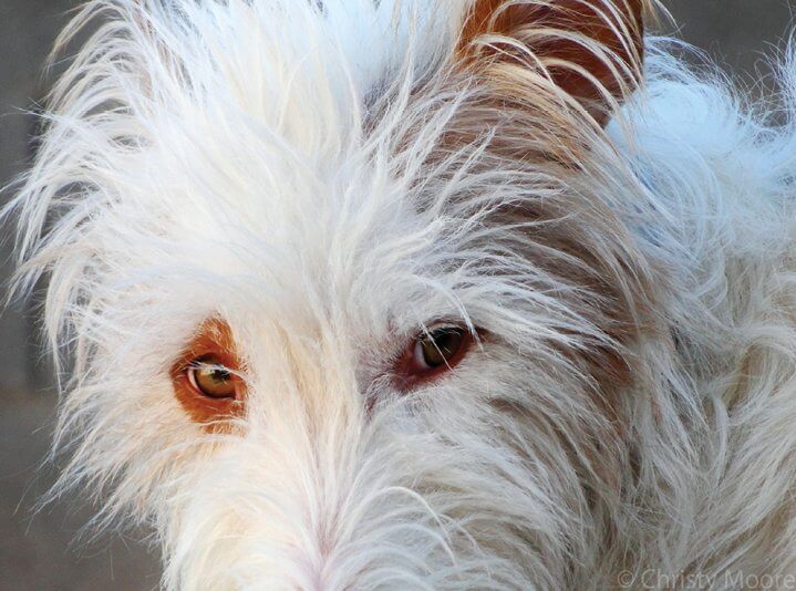 Wire-Haired Ibizan Hound