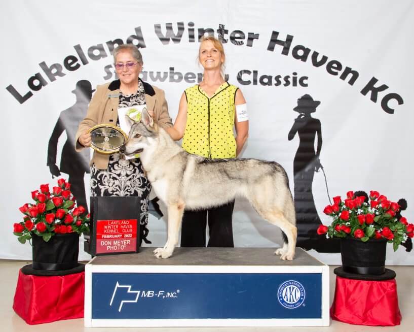 Czechoslovakian Vlcak FSS Breed at Strawberry Cluster