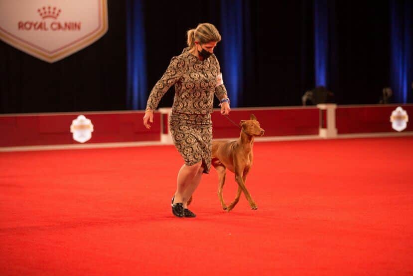 Dog Show | For The Love Of The Game: Part 2