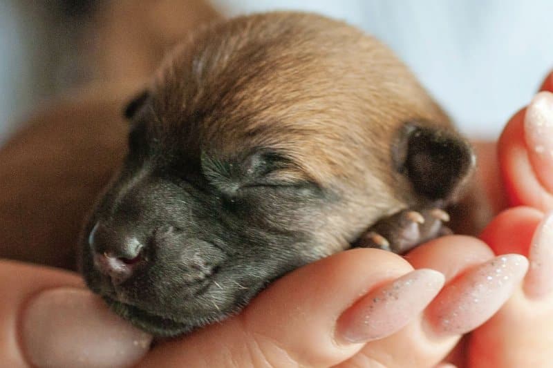 Calcium and Food for Pregnant Dogs: FAQs