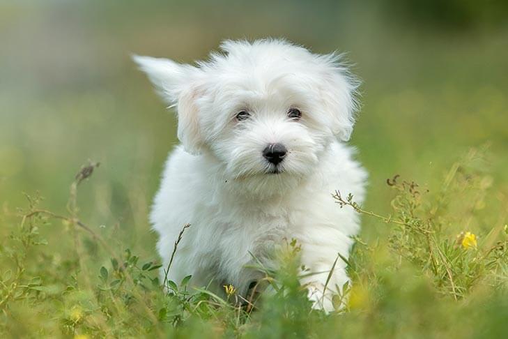 Purebred Coton de Tulear