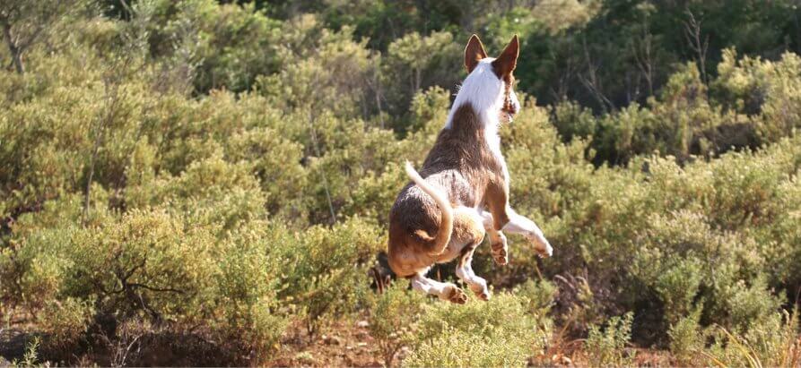 Purebred Ibizan Hound