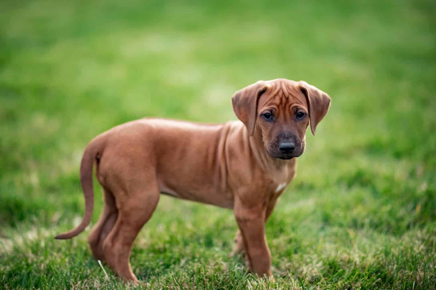 Embark Discovers Mutation Associated With Breed-specific Hearing Loss
