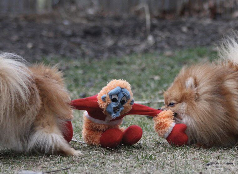 Living with the Pomeranian