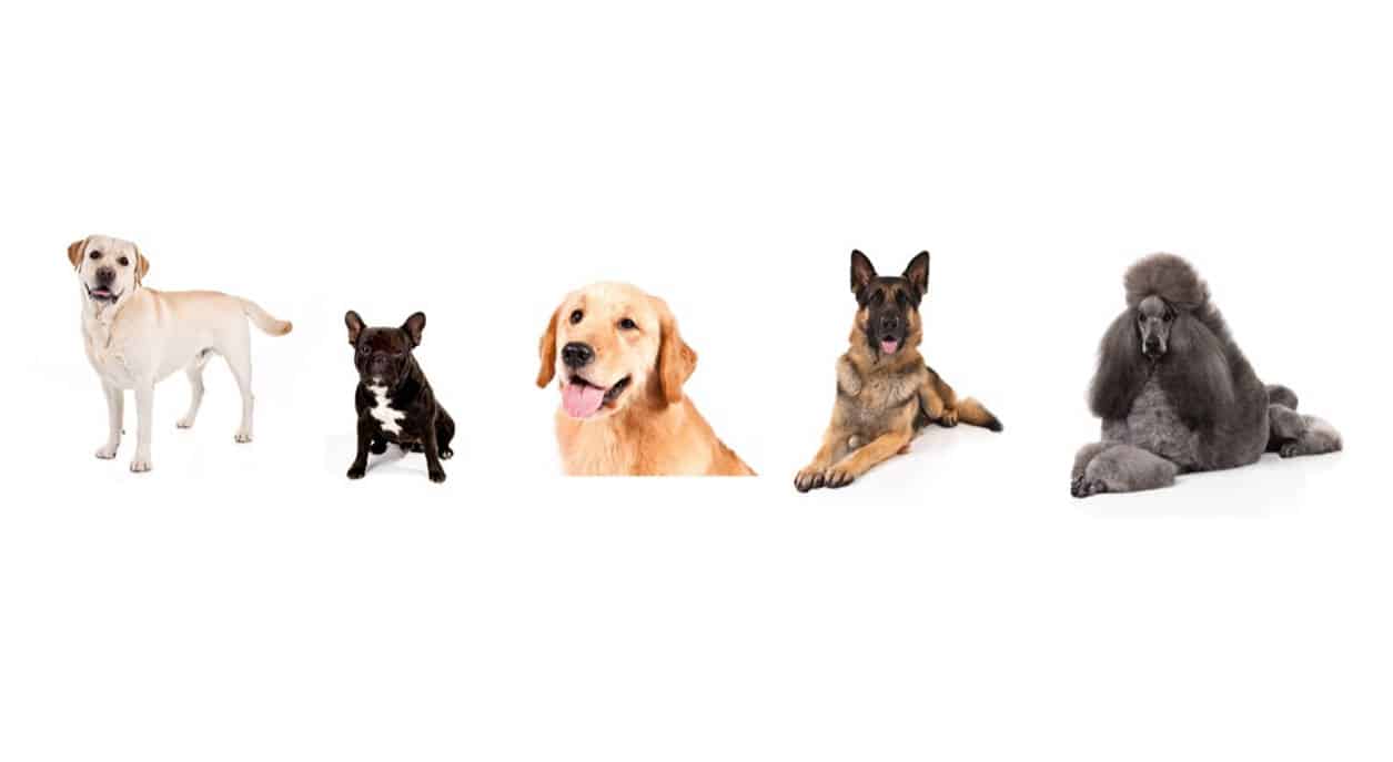 Labrador Retriever Continues Its Reign As Top Dog While Bulldog Gets Bumped From Top 5