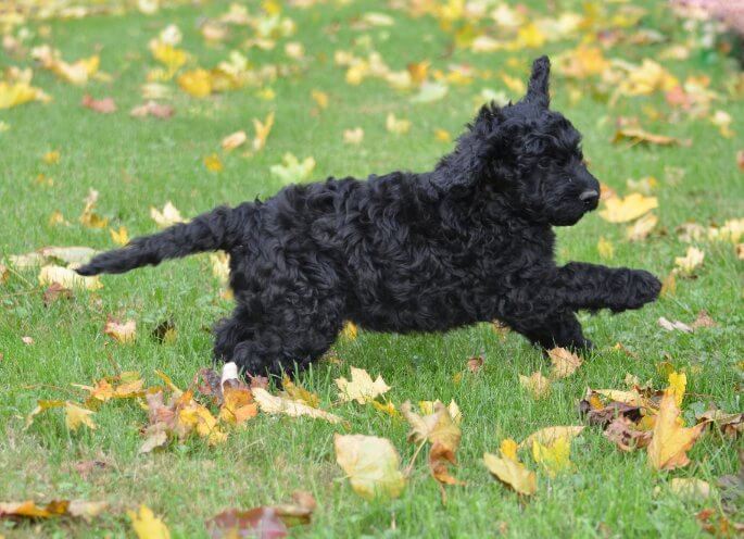 Purebred Puppy