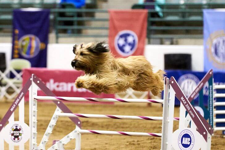 National Agility Championship ESPN2