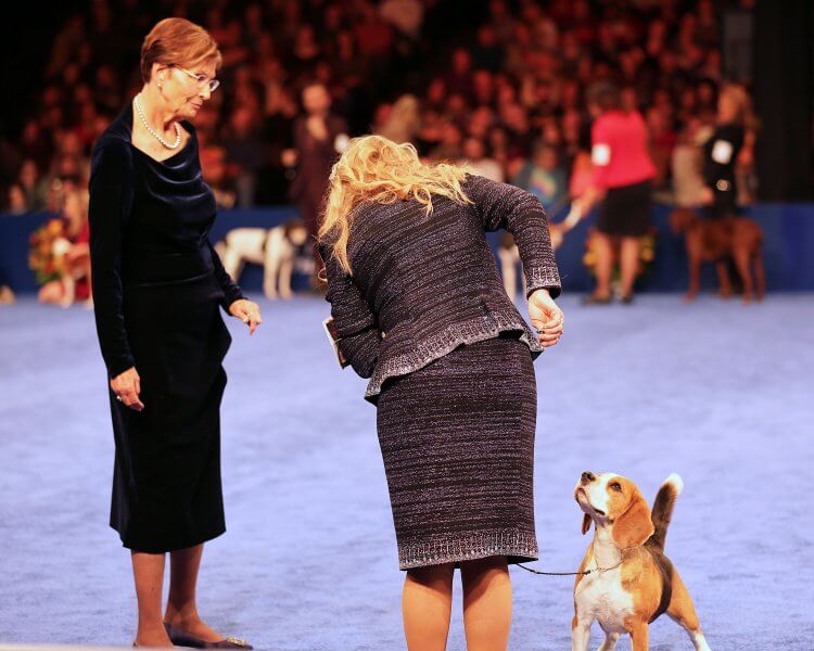Dog Show Judging