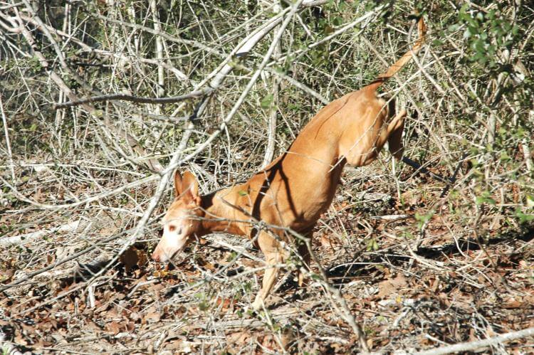 Cirneco dell’Etna Breed Standard 2020