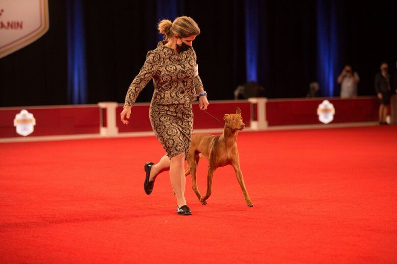 Dog Sport