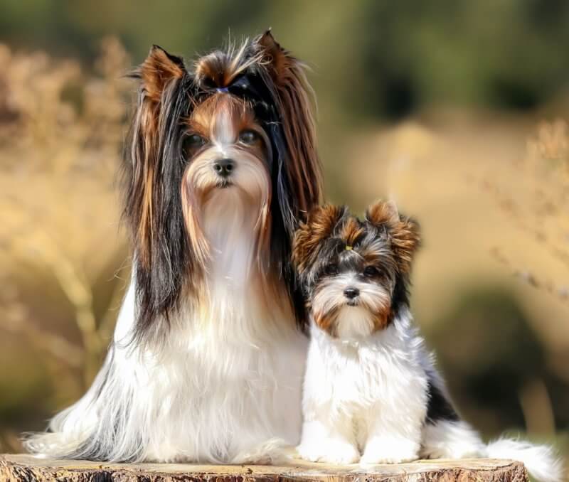 Rocky Mountain Biewer Terriers | Karen Hansen
