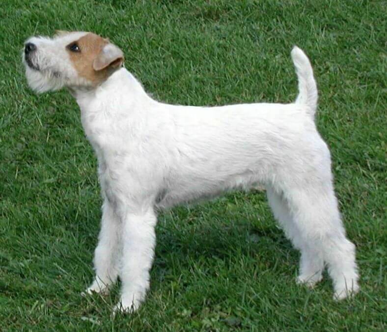 Judging the Parson Russell Terrier