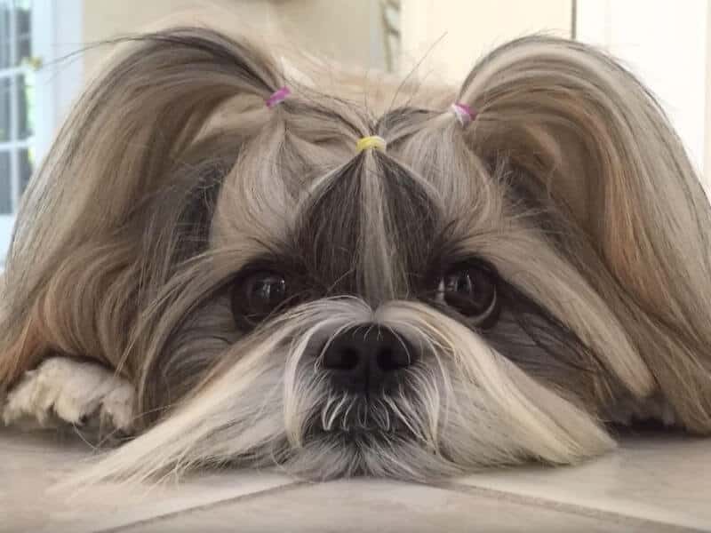 Shih Tzu head photo