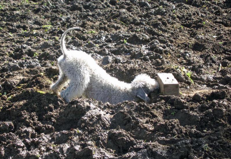 National Earthdog Tests