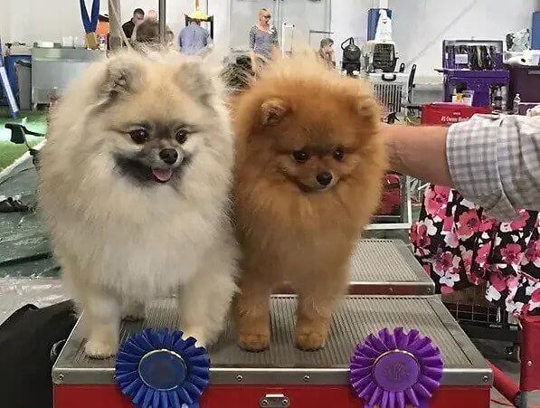Luvin Poms | Susan & Peter Colcord