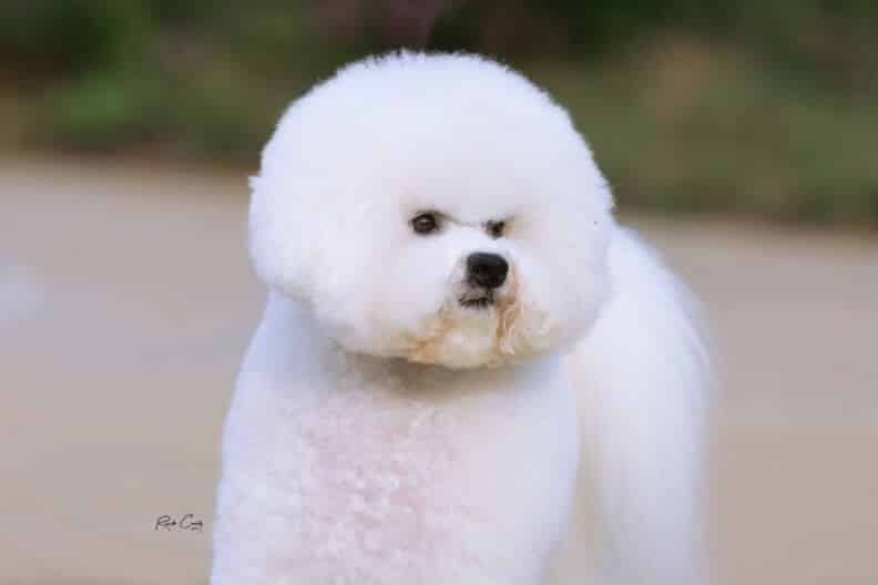Judging the Bichon Frise