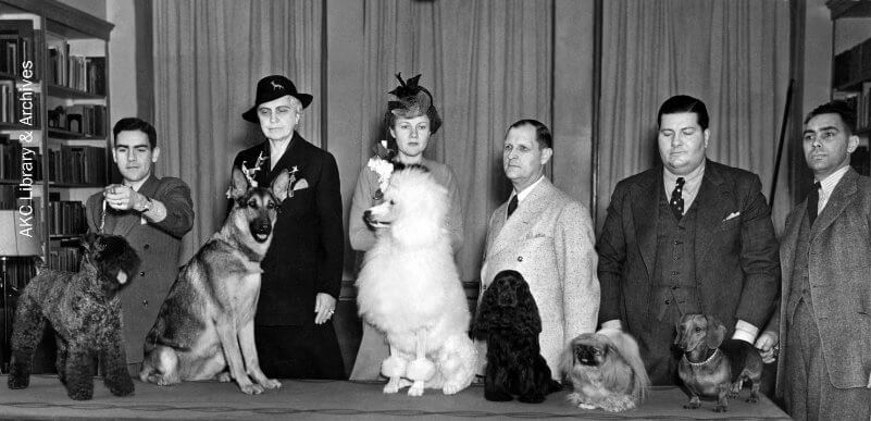 American Kennel Club Honors Centennial Clubs