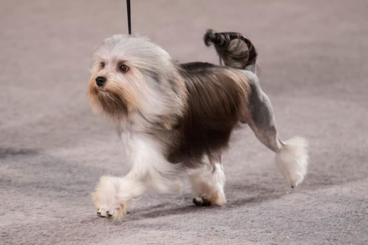 Potrero Performance Dogs | Alexia Rodriguez