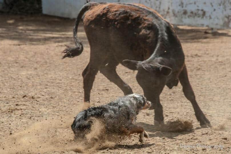 Competitive Herding