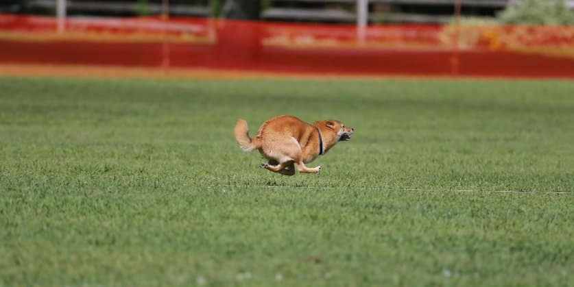 The Versatile Shiba
