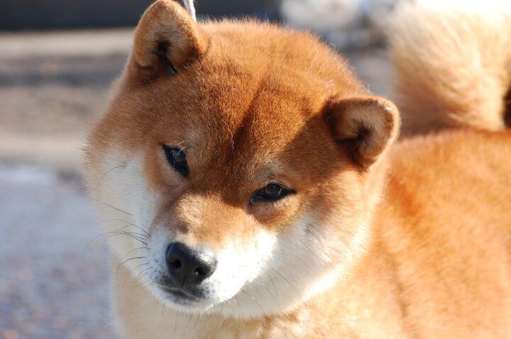 Pendragon Shiba Inu | Lori Pendergast