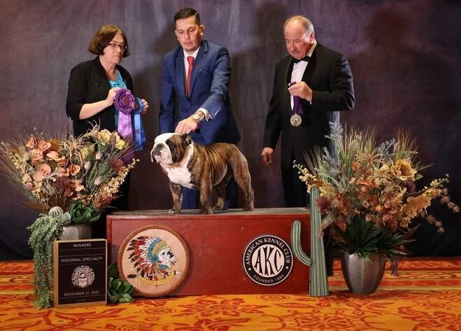 Ampirion Bulldogs | Anne Hier