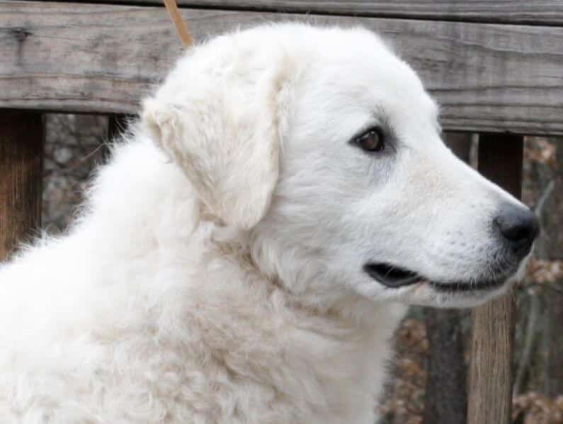 Breed Judging