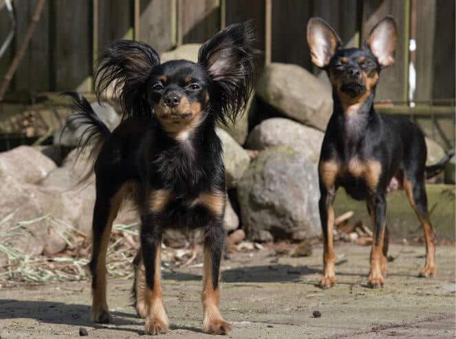 Smooth and Long - Coat Types of the Russian Toy Dog