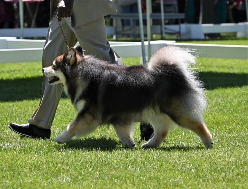 Mount Ogden Kennel Club