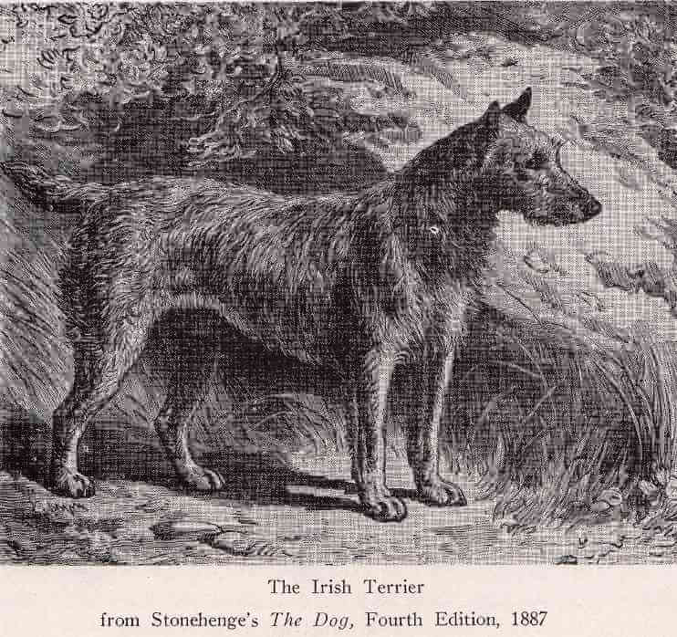 Irish Terrier Origins