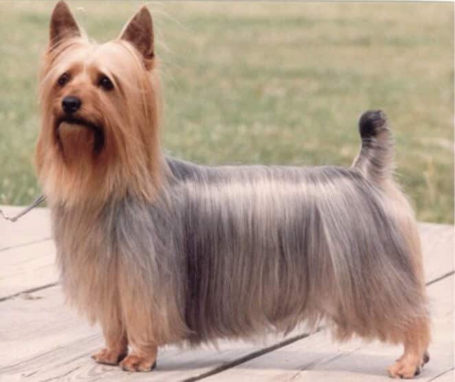 Silky Terrier Guide