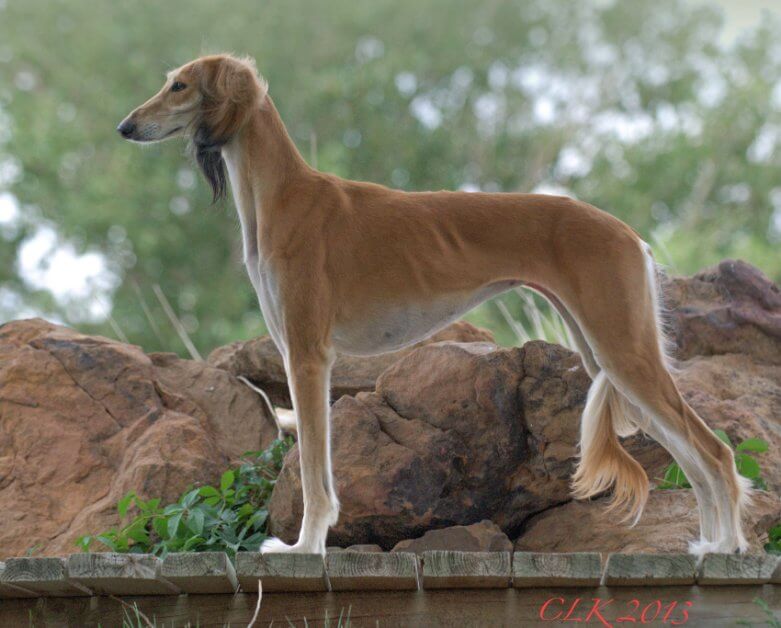 Hound Group Judge Linda Scanlon