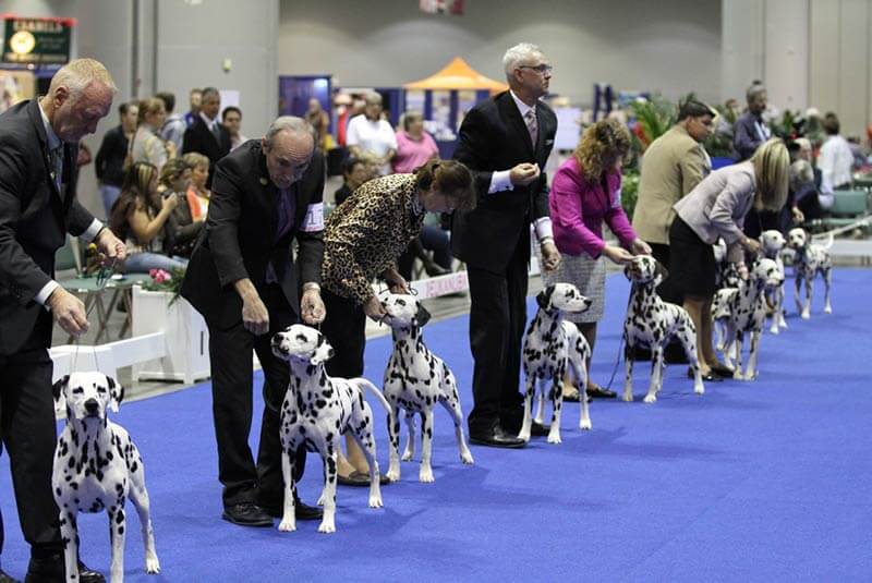 Conformation Dog Shows Have Changed