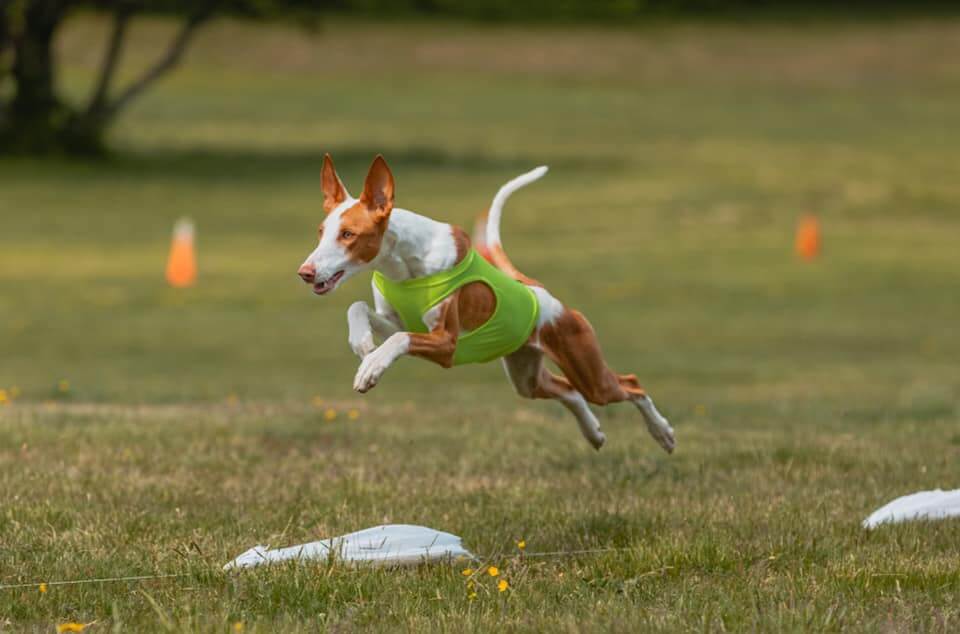 Symphony Ibizan Hounds | Phillip Martin
