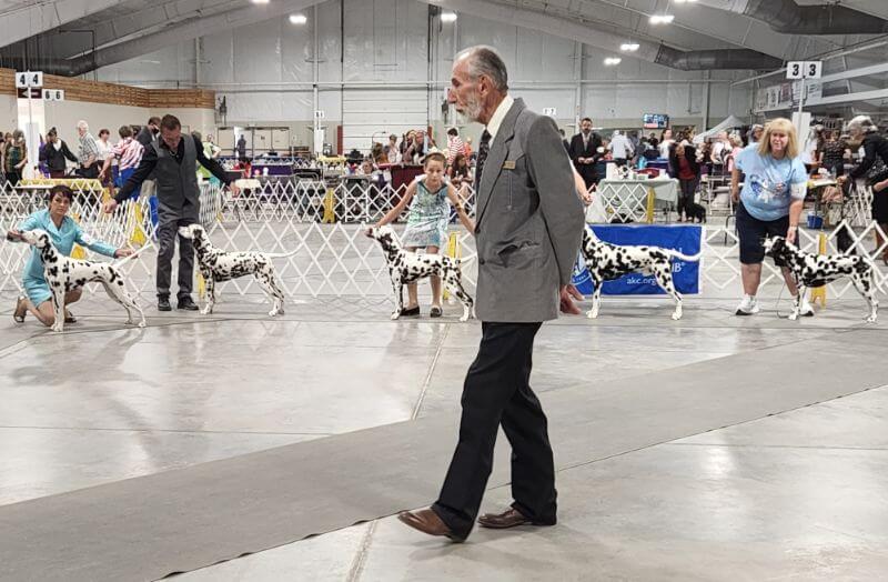 Colorado Springs Kennel Club Dog Show Photo