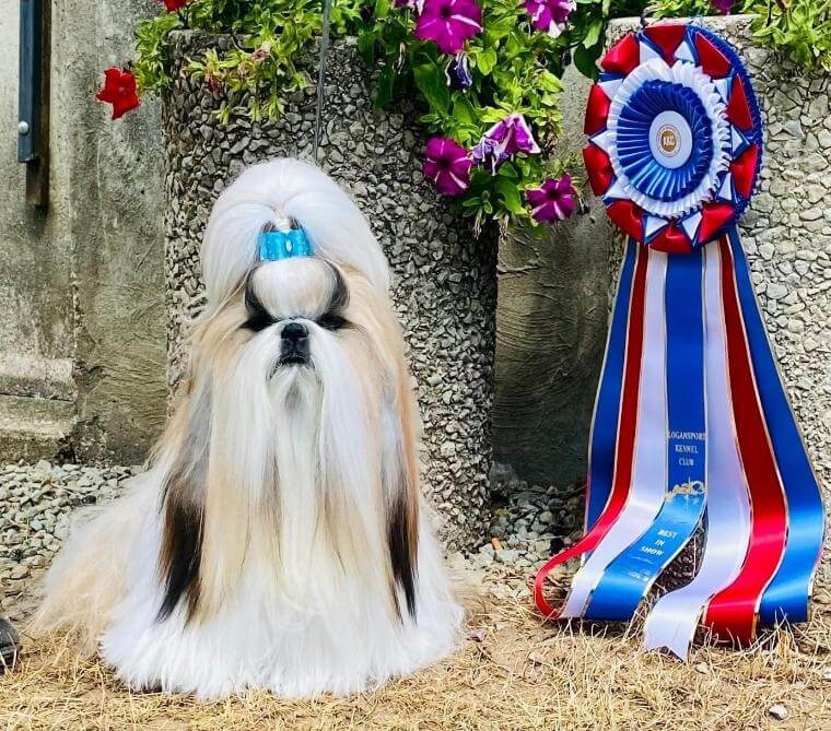 Hoosier Summer Classic Dog Show BIS