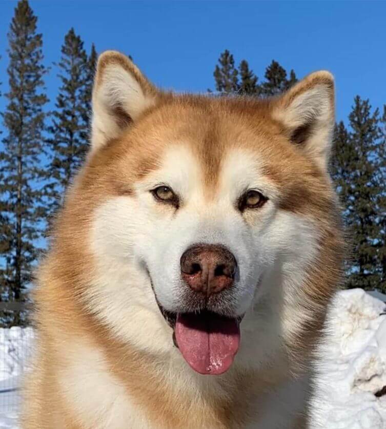 Working Group Dog Breeds -Alaskan Malamute Dog