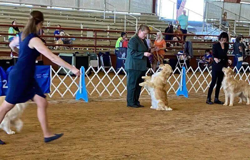 D’arbonne Kennel Club | Nancy Clendenen