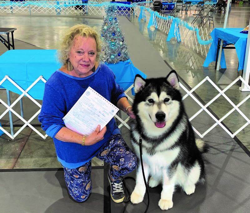 Vykon Alaskan Malamutes | Working Group Breeder Vicky Jones