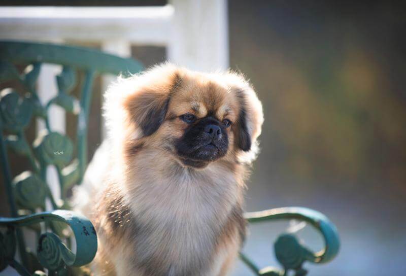 Tibetan spaniel sitting on a chair