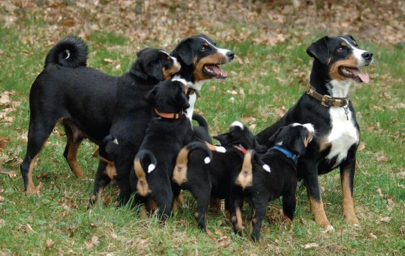 From left to right: GSMD, Bernese Mountain Dog, Appenzeller Sennenhund, Entlebucher Mountain Dog