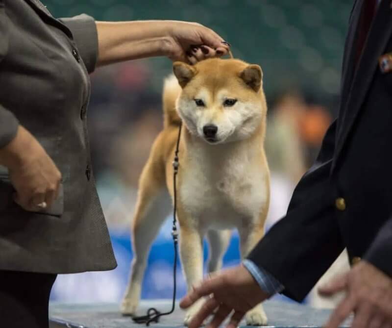 AKC Group Realignment