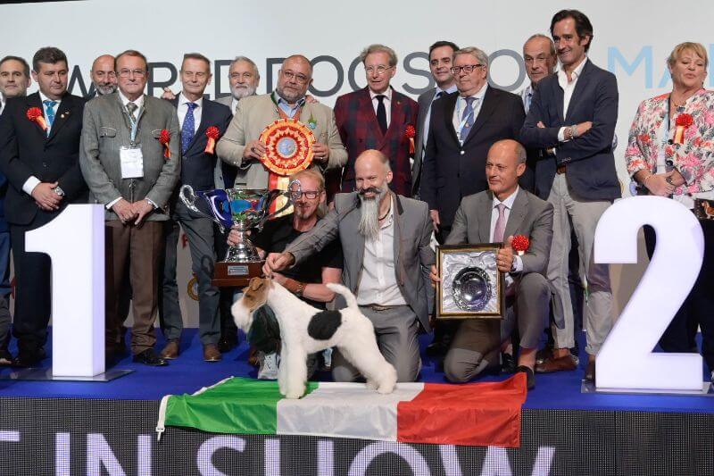 World dog show Madrid - BIS Judge Rafael Malo Alcrudo (Spain); Funfair Foxhound, Fox Terrier (Wire)