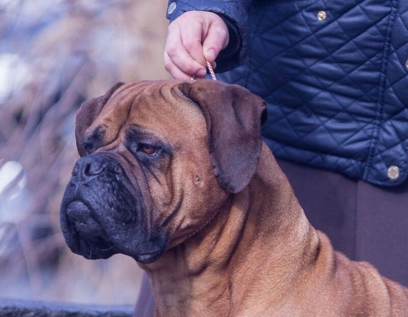 Bullmastiff
