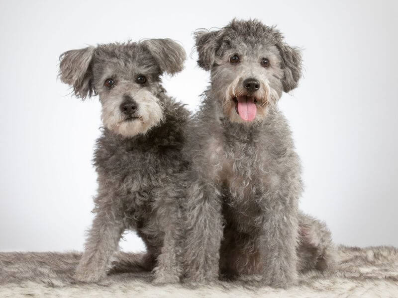 2 pumi dogs sitting