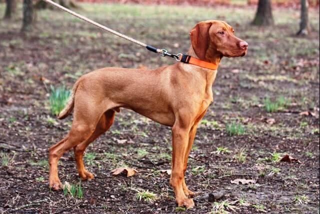 Working Group Dog Breeds - Vizsla