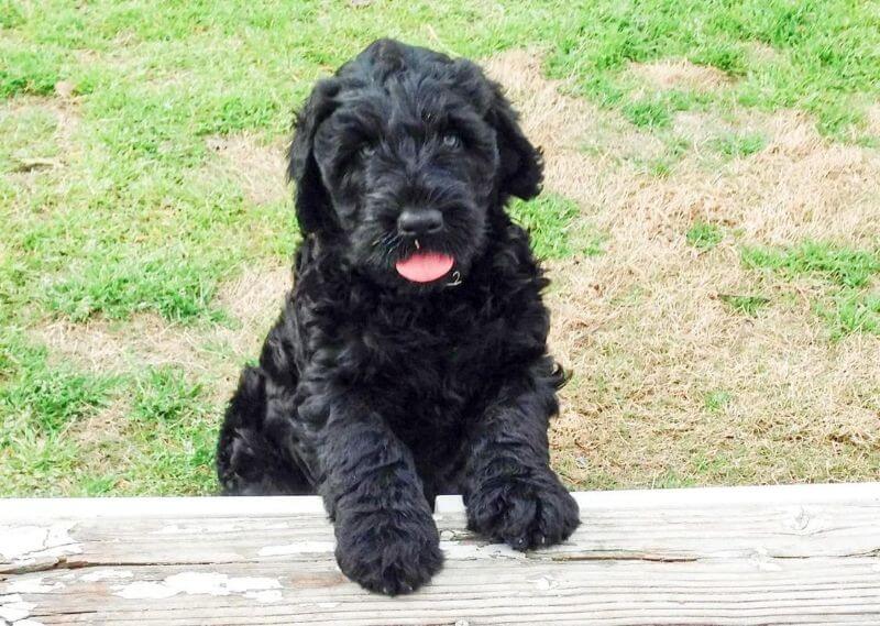 Black Beard Black Russians | Christine Robinson, PH.D.