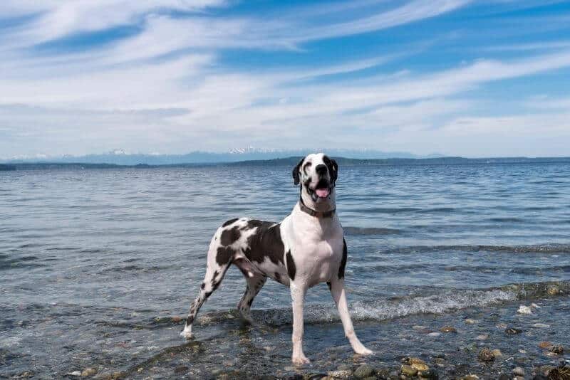 Great Dane on the beach