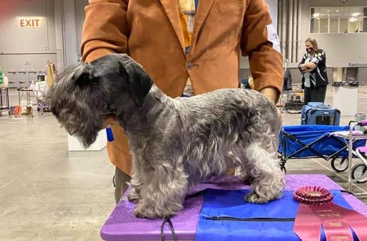 Bluefire Cesky Terrier