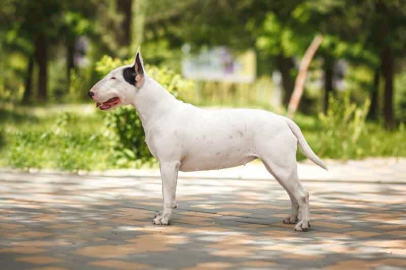 Bull Terrier side photo